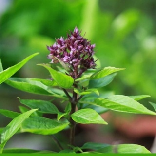 HẠT GIỐNG HÚNG QUẾ( HÚNG LÁNG)