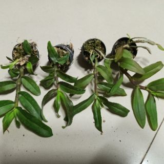 Hoa lan Trầm Nestor lai