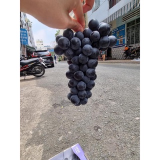 Cây giống Nho Kyoho