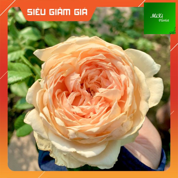 Cây Hoa Hồng Ngoại Masora Hoa hồng Nhật Màu vàng mơ đẹp nhất Hoa hồng ngoại Masora rose Phù Hợp Sân, Vườn