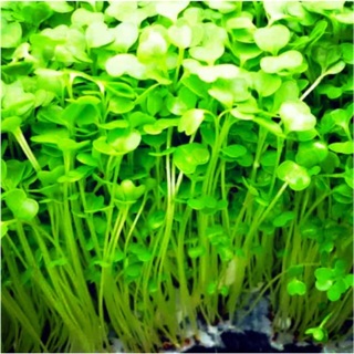 Hạt Giống Rau/Củ/Quả Trồng 4 Mùa ✔️Hạt giống rau Ăn mầm, Mầm lá lớn, Mầm củ cải trắng, Mầm cải xanh cay baby, Mầm Cải Đỏ