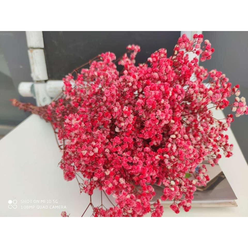 Hoa baby khô Hoa khô quà tặng decor trang trí