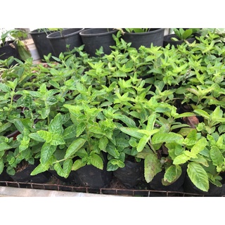 Cây giống sương sáo