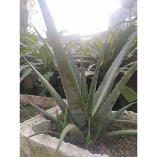 1kg bẹ nha đam Mỹ trưởng thành