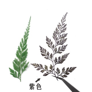 1 lá dương xỉ ép khô