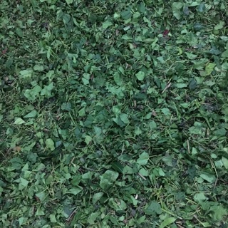 Lá tắm cho bé ( lá dân tộc dao đỏ )
