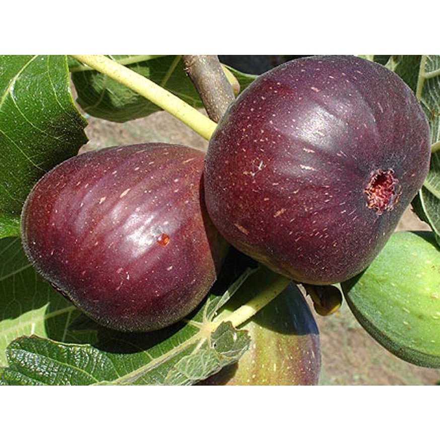 CÂY GIỐNG SUNG MỸ , CÂY GIÔNG KINH TẾ CHẤT LƯỢNG CAO