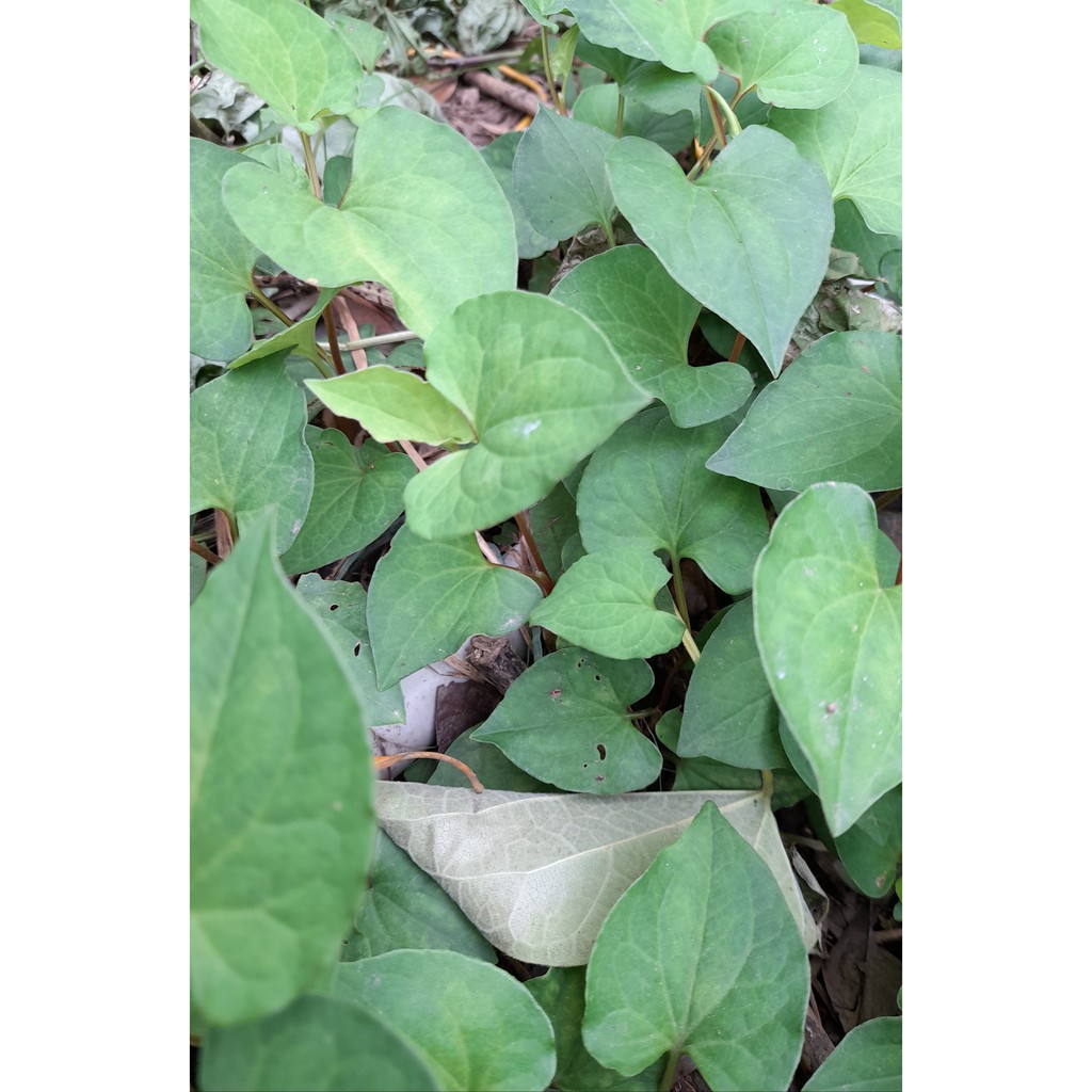 Cây diếp cá , chậu 10 -20 cây