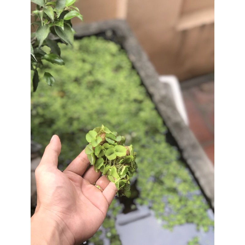 BÈO TAI CHUỘT 10 NHÁNH