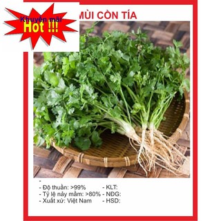 Hạt Giống Mùi Cồn Tía 20gr HOA RAU TRỒNG KỊP TẾT