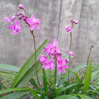 20 củ hoa huệ mưa