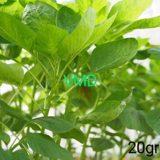 Hạt giống Rau Dền Xanh
