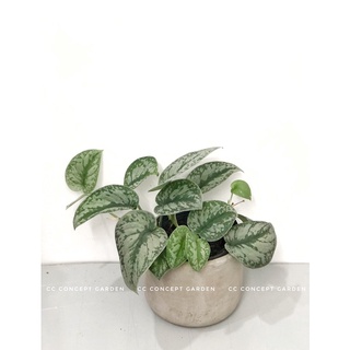 (Hỏa Tốc) Set Trầu Bà Lụa & Chậu Xi Măng Decor
