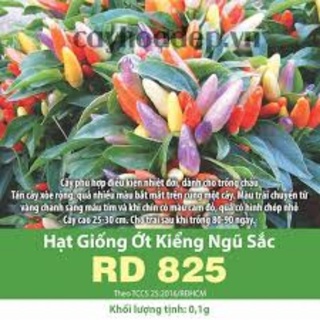 Hạt giống ớt kiểng ngũ sắc rd825
