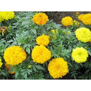 SIÊU RẺ - Bán Hạt giống HOA VẠN THỌ LÙN F1 TN-676 ( MARIGOLD) nhập khẩu hàng chuẩn. hàng nhập khẩu.