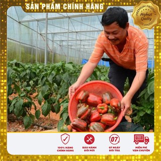 COMBO 2 gói hạt giống ớt ngọt đỏ F1 TẶNG 1 phân bón