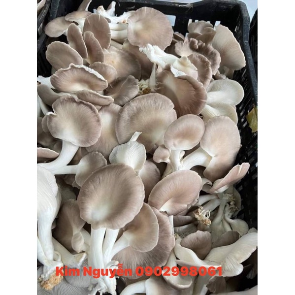 🍄🍄🍄NẤM BÀO NGƯ XÁM - Ship hỏa tốc 🛵