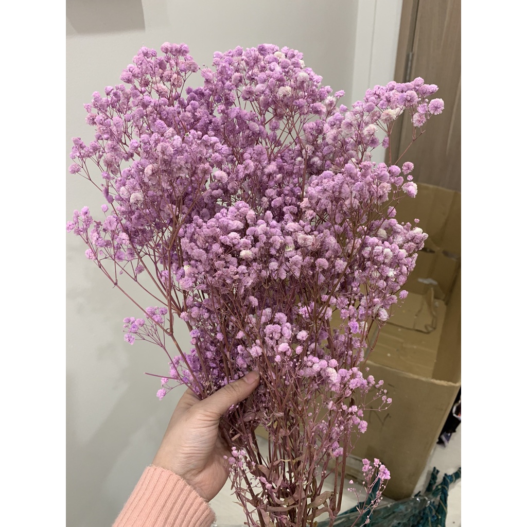 Hoa Baby Khô - Quà Tặng Hoa Khô, Decor Trang Trí