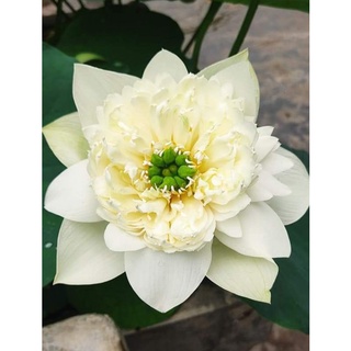 Củ sen White Moon