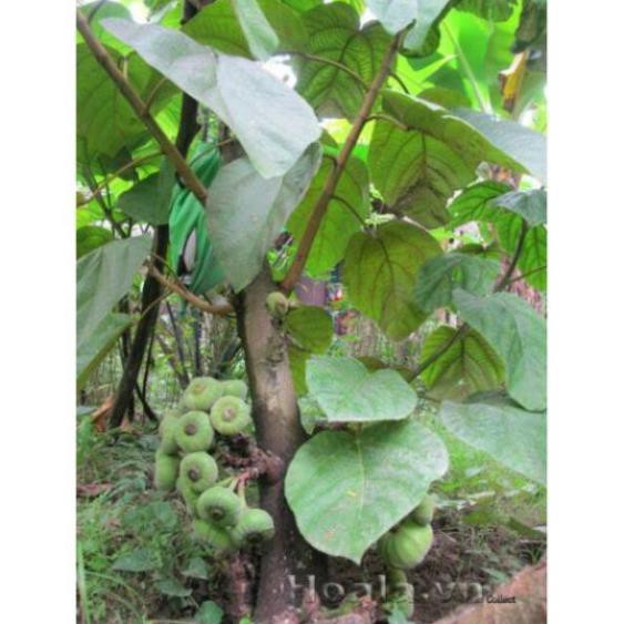 Cây Vả  giống