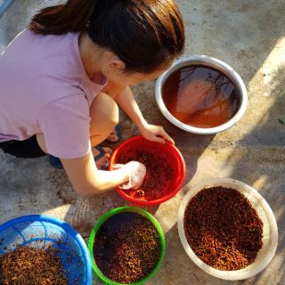 Hạt Tiêu Sọ DakLak - 1KG
