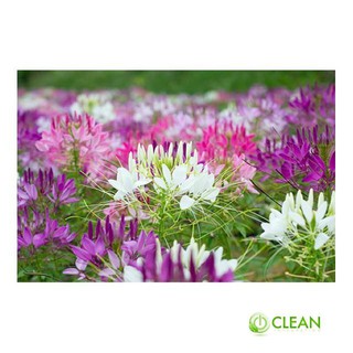 Hạt giống Hồng ri (50 hạt nhiều màu)
