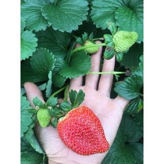 1 gói Hạt giống Dâu tây Khổng lồ - chịu nhiệt