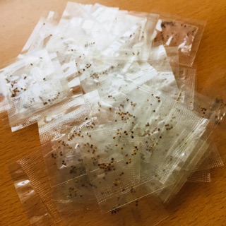 Hạt giống cỏ 3 lá/cỏ may mắn