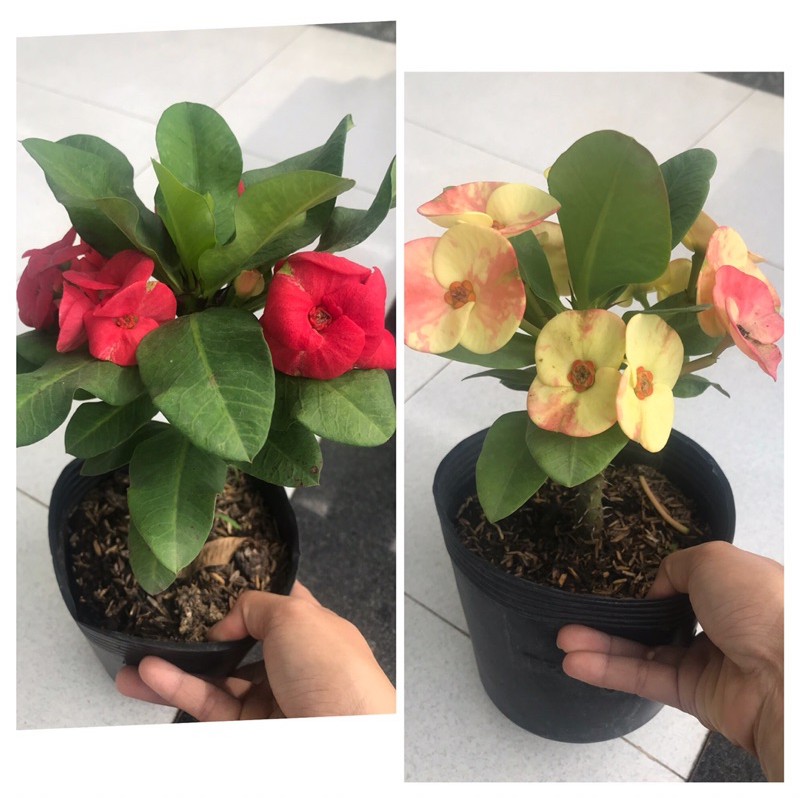 caykiengsadec - combo xương rồng bát tiên ( màu đỏ , màu vàng )+ Tặng Phân Bón - trang trí nội thất - hoa kiểng lá