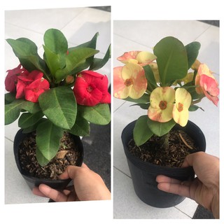 caykiengsadec - combo xương rồng bát tiên ( màu đỏ , màu vàng )+ Tặng Phân Bón - trang trí nội thất - hoa kiểng lá