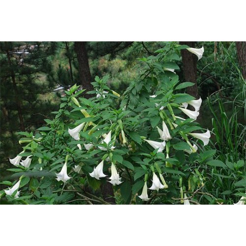 Combo Hoa, Thân, Lá và Rễ Cà Độc Dược 1kg