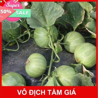 Hạt giống dưa lê xanh siêu ngọt🥒Đài Loan🥒Dưa lê dễ trồng năng suất cao