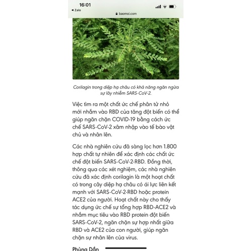 Cao Diệp hạ châu  hộp 100gr