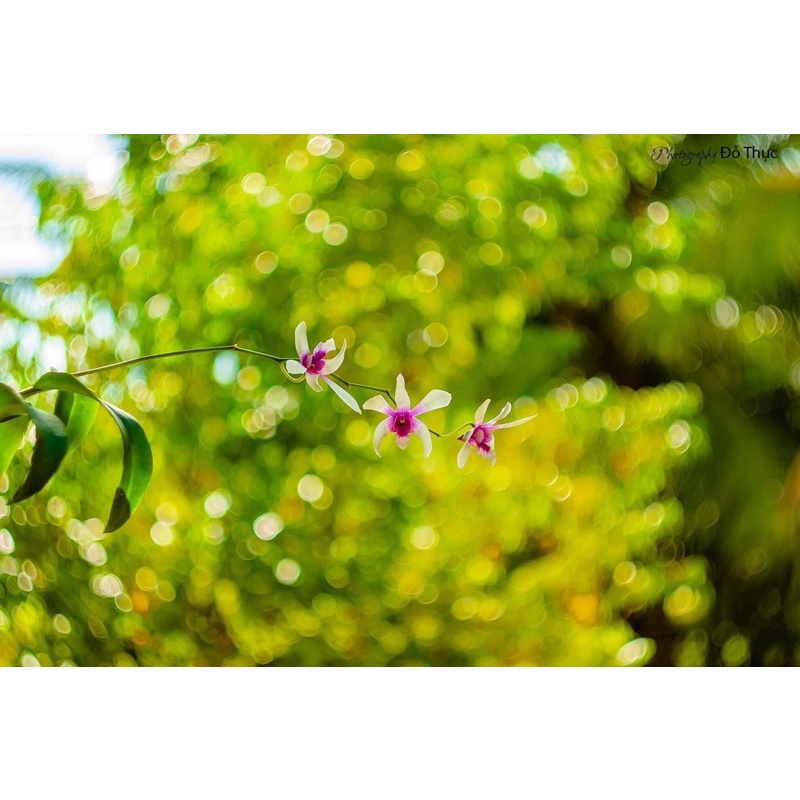 Ống kính MF helios 44M 58/2