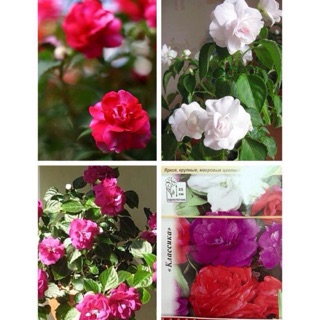 Hạt giống hoa bóng nước