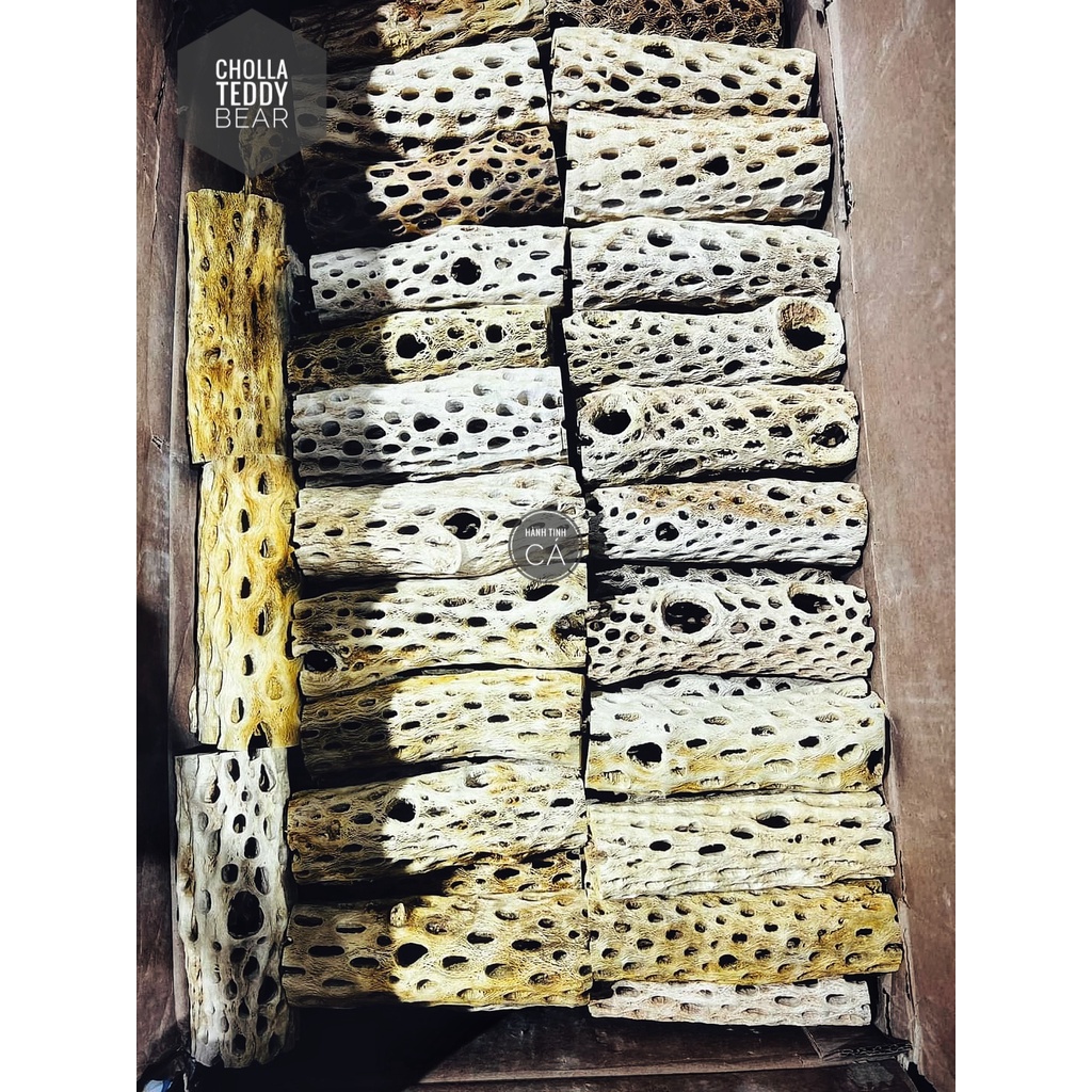 Lũa Cholla Teddy Bear Cho CÁ TÉP TÔM Cảnh Thủy Sinh