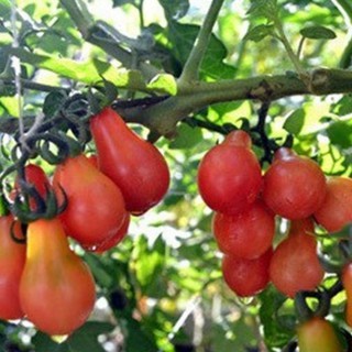 Hạt Giống Cà Chua Lê Đỏ - 30 Hạt