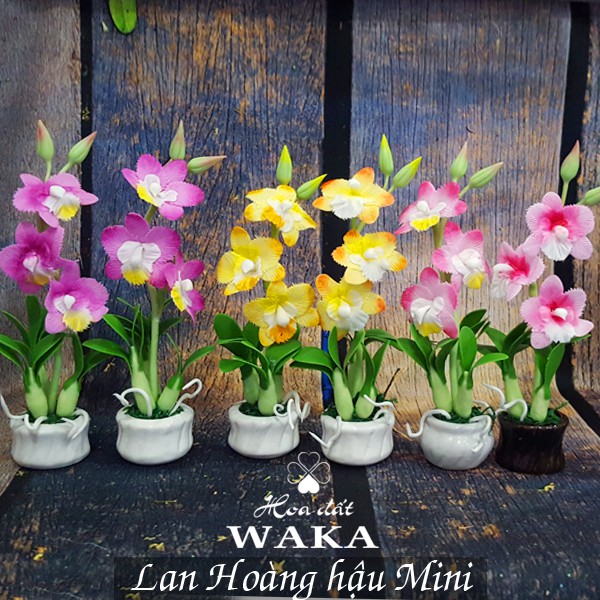 Hoa Đất Sét Mini- Lan Hoàng hậu