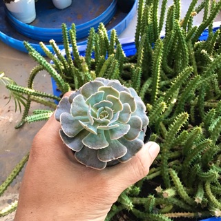 Sen bắp cải tròn ( cải tím )