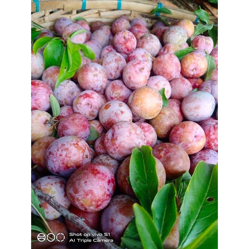 mận hậu sơn la