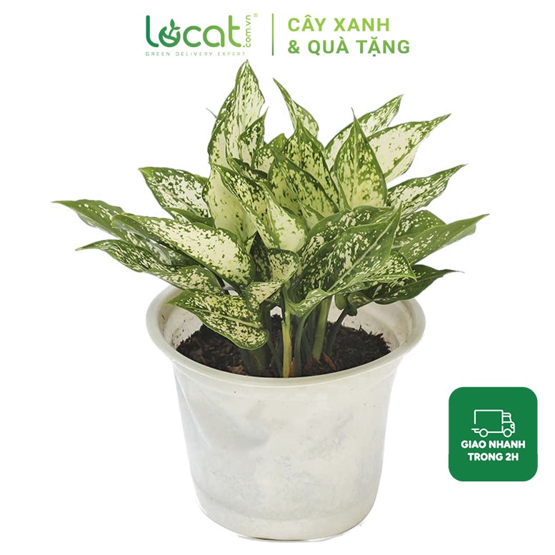 Cây Ngọc Ngân LỌ CÁT trồng chậu nhựa