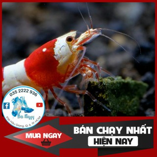 [Combo cám TÉP] Thức Ăn Dành Cho Tép Kiểng - Hổ Trợ Tăng Màu - Hổ Trợ Dinh Dưỡng Tuyệt Đối