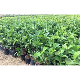 Cây giống ổi lê (ảnh thật)