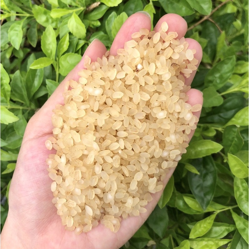 COMBO 3KG GẠO NẾP NON Khẩu Hang ( Đặc Sản Tây Bắc )