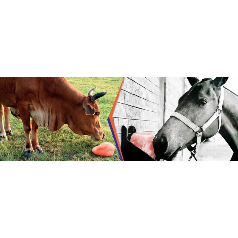 Đá Muối Liếm Himalaya Bổ Sung Khoáng Cho Gia Súc
