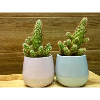 Chậu sứ siêu đẹp