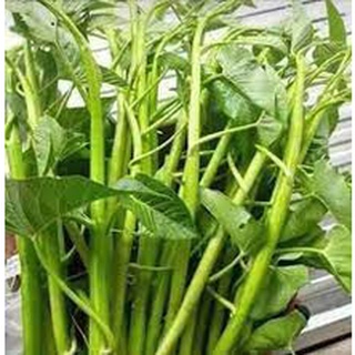Hạt giống rau muống siêu ngọn