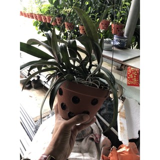 lan tiểu hồ điệp rừng