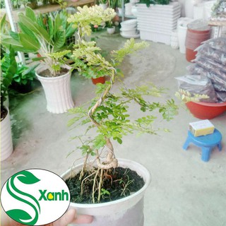 Cây Cần Thăng Bonsai Mini