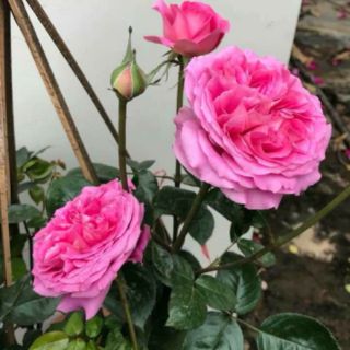 Combo 2 chậu hoa hồng ngoại